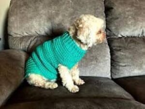 Dog and Cats HandMade Crochet Shirt Winter Pet Dog Clothes Crochet a winter jacket for pets as shown Select Size Carefully (WN8131-Neck16~25Cm-Chest28~46Cm)-B0DSLLBQDW