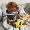 Dog and Cats HandMade Crochet Shirt Winter Pet Dog Clothes Crochet a winter jacket for pets as shown Select Size Carefully Select Size With Care ((SR8225-Neck12~17Cm-Chest 21~31Cm))-B0DWKMM687