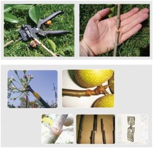 Signstek Gardening Fruit Tree Branch Grafting Cutting Tool Professional Pruner Shear Snip with 2 Extra Blades & Grafting TapeB00JRWFGWE