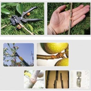 510Xfe2A1hL._AC_ Signstek Gardening Fruit Tree Branch Grafting Cutting Tool Professional Pruner Shear Snip with 2 Extra Blades & Grafting TapeB00JRWFGWE