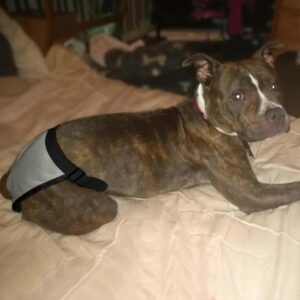 1Pcs Female Dog Nappies with 8 Sanitary Pad Adjustable Protective Trousers For in Heat Monthly Bleeding Physiological Washable Pants (Large)-B0DZ15KN88
