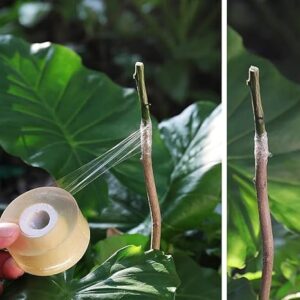 Wide Self-adhesive Nursery Grafting Tape (white, 20mm-200M)-B0F2XBS7MG