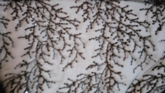 71UAjjRgngL._AC_SX679_